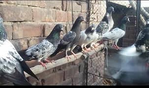 pigeons