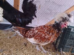 polish pair available for sale