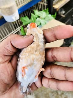 Light back orange
