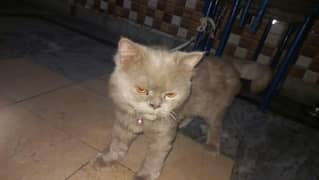 Persian cat