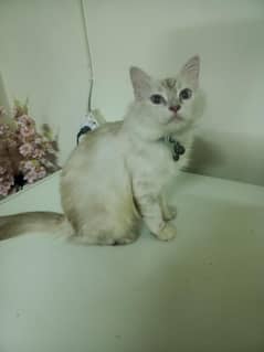 2 breeding pair Persian cat