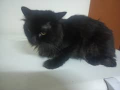 2 male Persian cat healthy and active