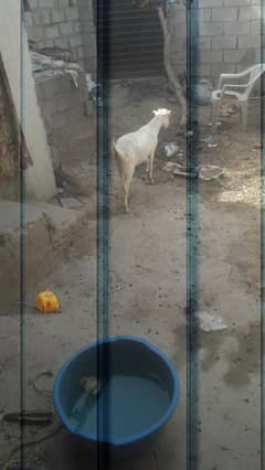 2burbry tadi 1 dasi path 3no gabn