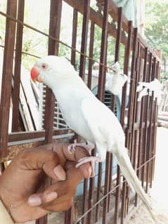 parrot
