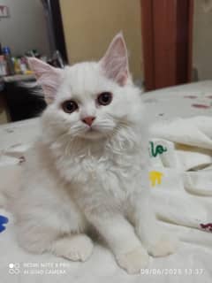 3 months Persian female kitten