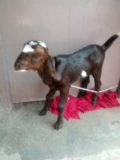 chota bakra
