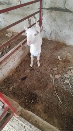 Gulabi