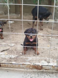 very strong rottweiler puppies