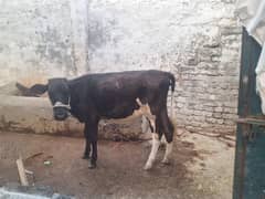 valayati wachi for sale