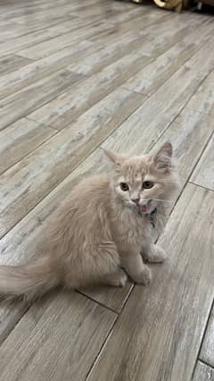 Persian cat / Persian kittens / triple coated / punch face kitten
