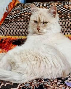 Persian cat
