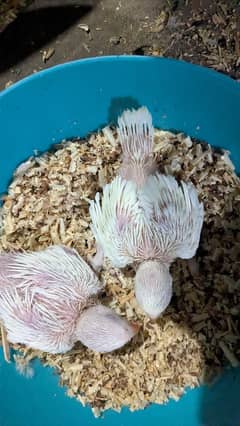 chicks