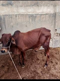 Bachra and Cow (1 cow and 1 khera bachra)