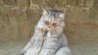 pure Persian sami punch face triple coated cats,pair,kittens. cats