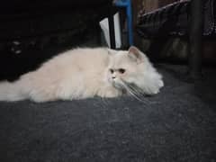 persian punch face brown fire eyes x triple coat extra long hair