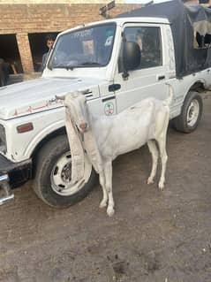 Sindhi long ear goat