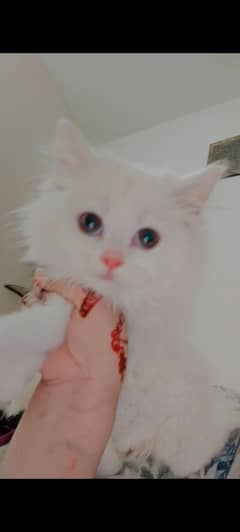 Persian