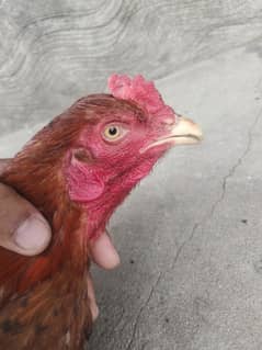 for