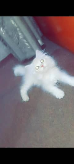1.5 months kitten for sale