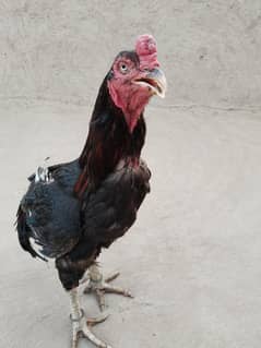 most beautiful murga