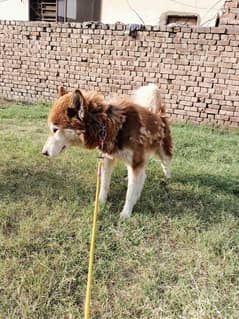 original Siberian husky