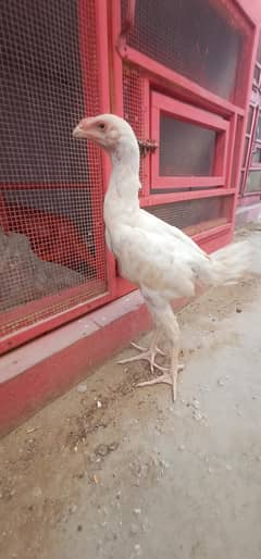 Shamo / White Shamo