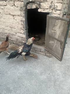 Aseel Murgha and Murghi
