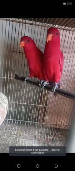 red