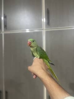 Raw hand tame pice for sale