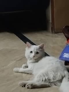 cat available for breed