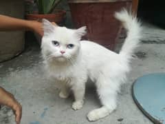 Persian