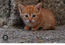 stray kittens for adoption