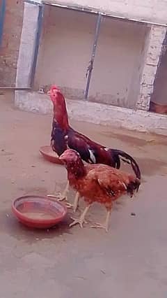 aseel