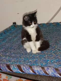 Persian cat 1 year