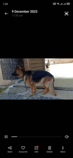 need male for stud.