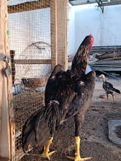 Aseel shamo / blue shamo / king size shamo / females for sale