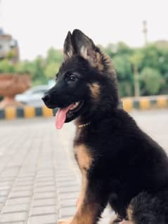 German Shepherd long cout puppies black and black tan