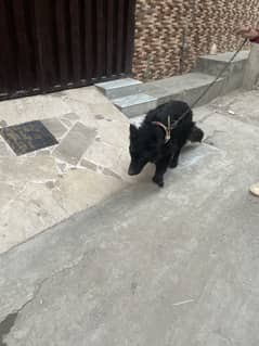 Black shepherd male for sale full active