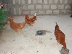 1 cock and 2 hen bilkul active hain mashaAllah se
