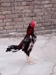 Zero size Aseel patha for sale.
