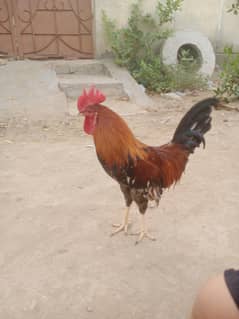 desi murgha golden misri