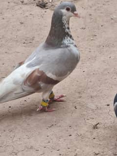 sherazi pigeon