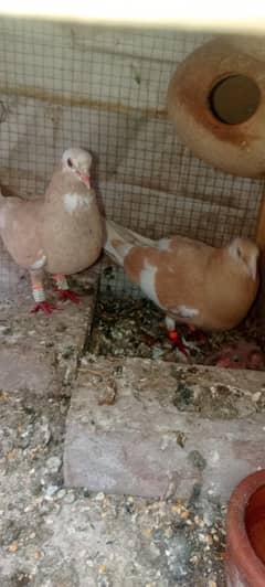 Pigeon breader pear for sale