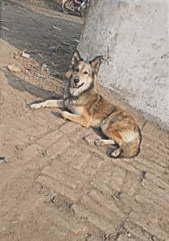 Secourty dog bigyari