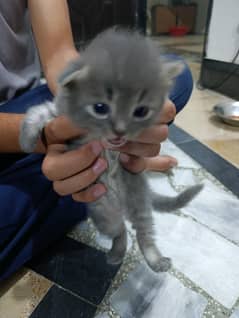 kittens