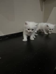 My pair of kittens is available .  Only one month old