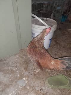 2 Desi Hen with 2 eggs daily