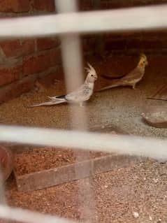 love birds