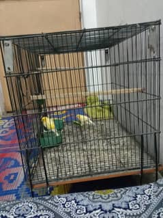 canari