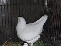 king pegune adult pair